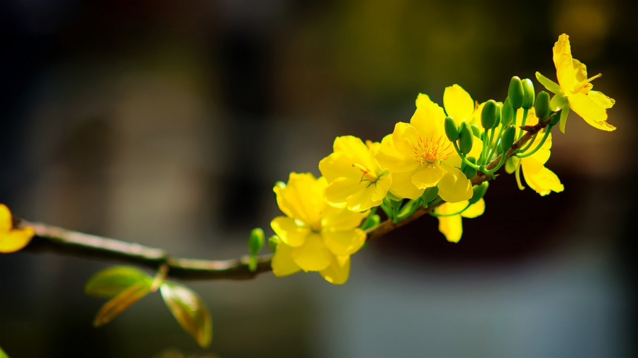 ngay-tot-khai-truong-mo-hang-03