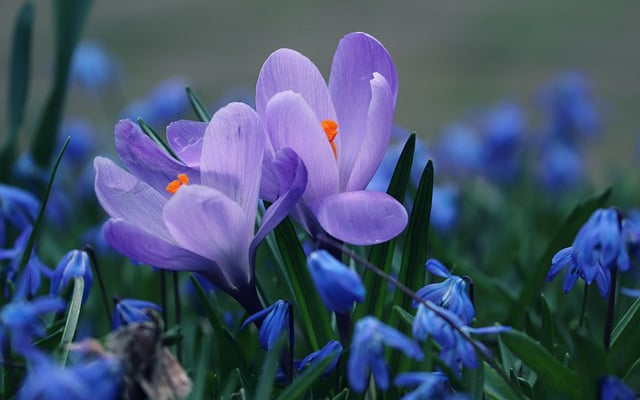 crocus-4922840640-16300591615171954789686-21-0-421-640-crop-1630059264013992822182