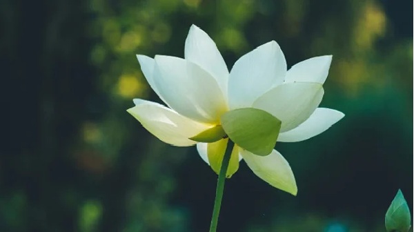 (ảnh minh họa)