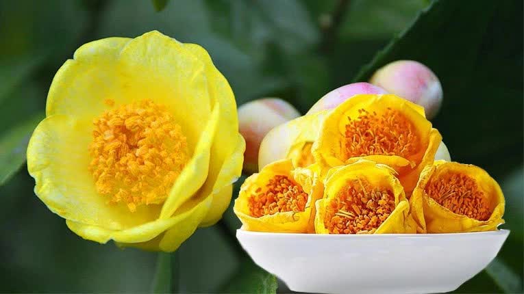 cay-canh-vang-thuc-vat-2