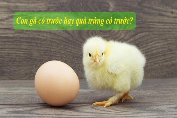 con-ga-co-truoc-hay-qua-trung-co-truoc