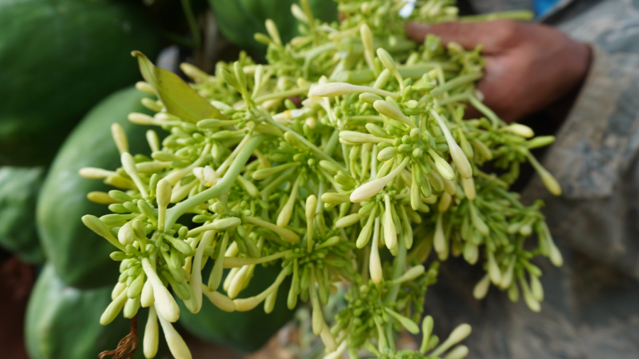 hoa-du-du-duc-ngam-mat-ong-01