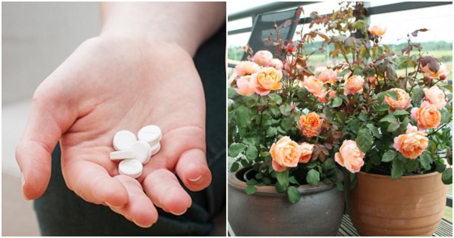 aspirin