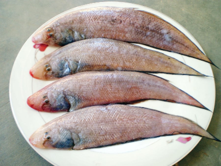 ca-ngot-thi-it-xuong-03