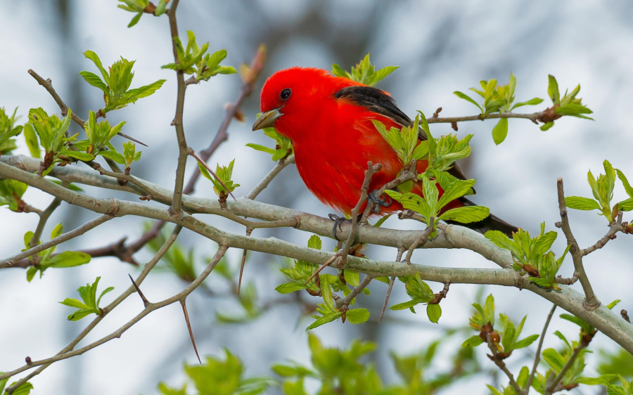 birdsoutsidemywindow-am-lich-bc-2-1663758309133993898048