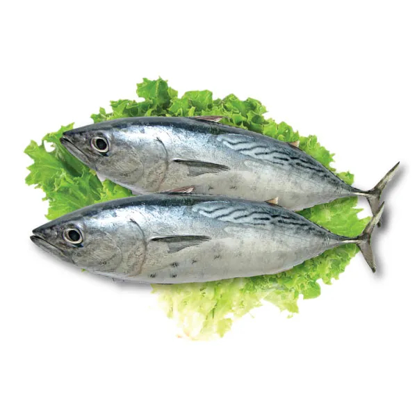 ca-ngu