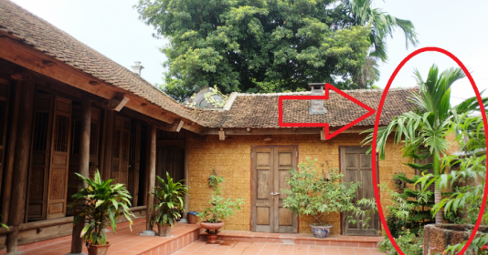 Loại cây nên tránh kẻo tán tài tán lộc