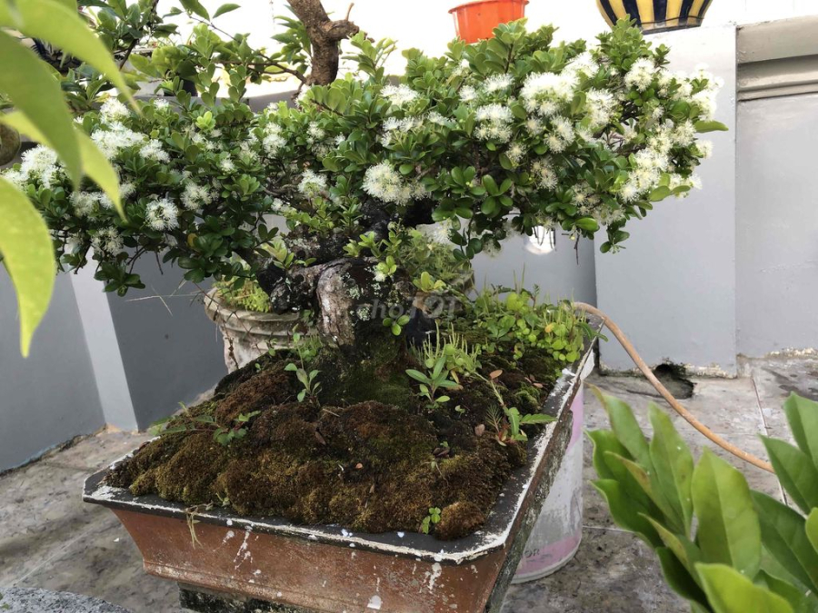 cay-hai-chau-2