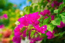 images (31)