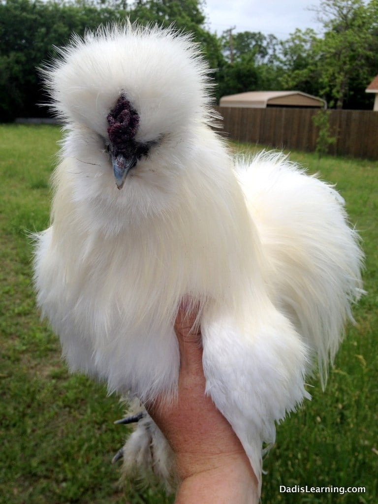 ga-long-xu-ga-silkie-95409