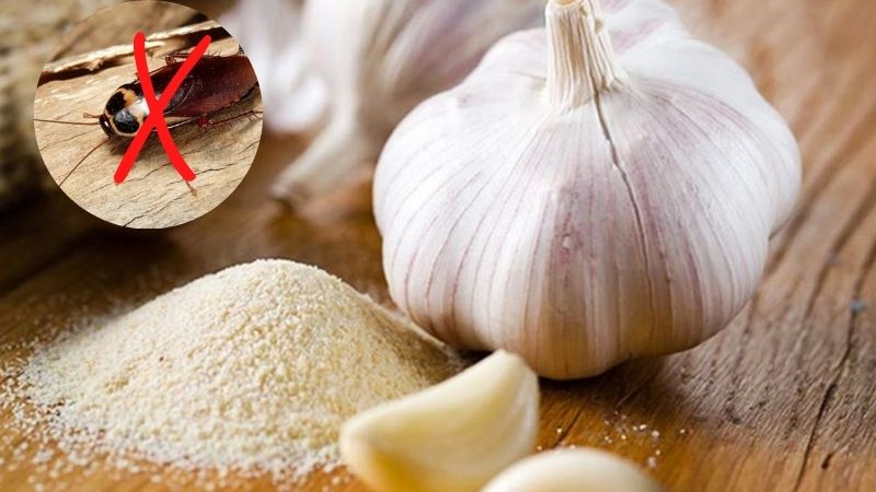 20-cach-diet-gian-duoi-gian-khoi-nha-don-gian-cuc-hieu-qua-202204181131187226