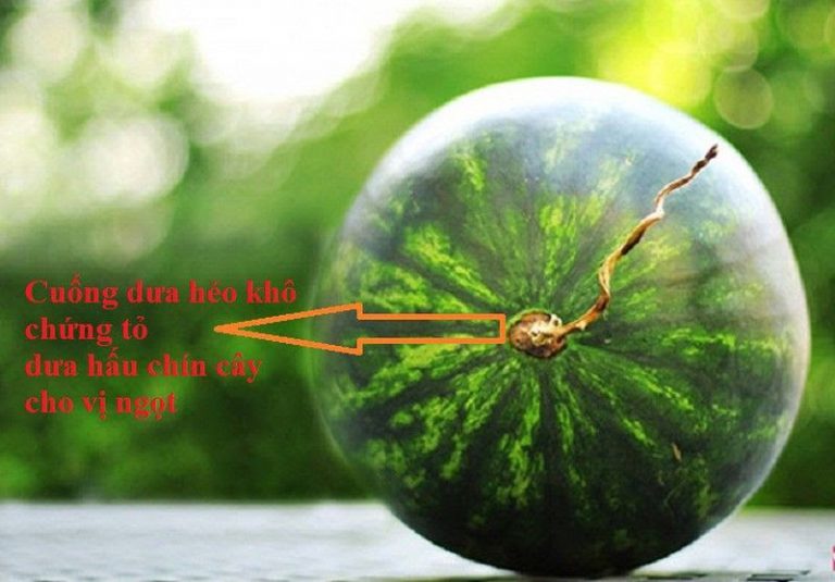 xem-cuong-dua-hau-768x535