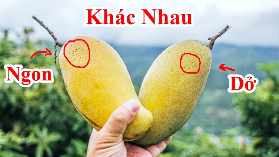 meo-chon-xoai