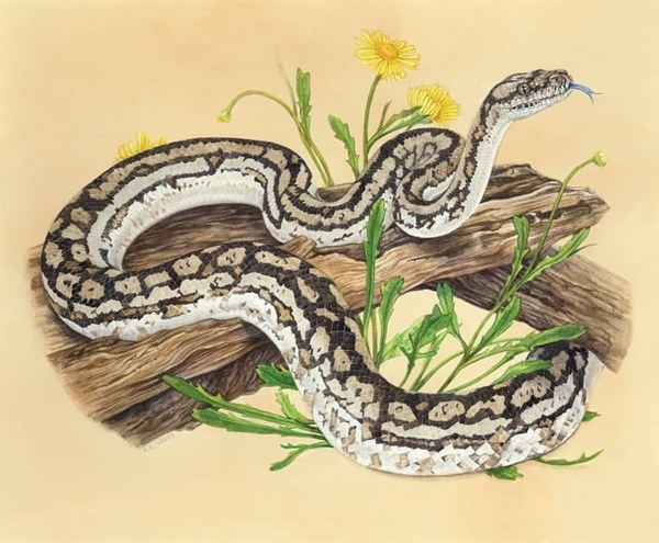tu-vi-02