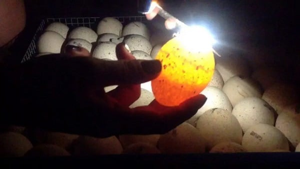 bao-quan-trung-vit-lon-01