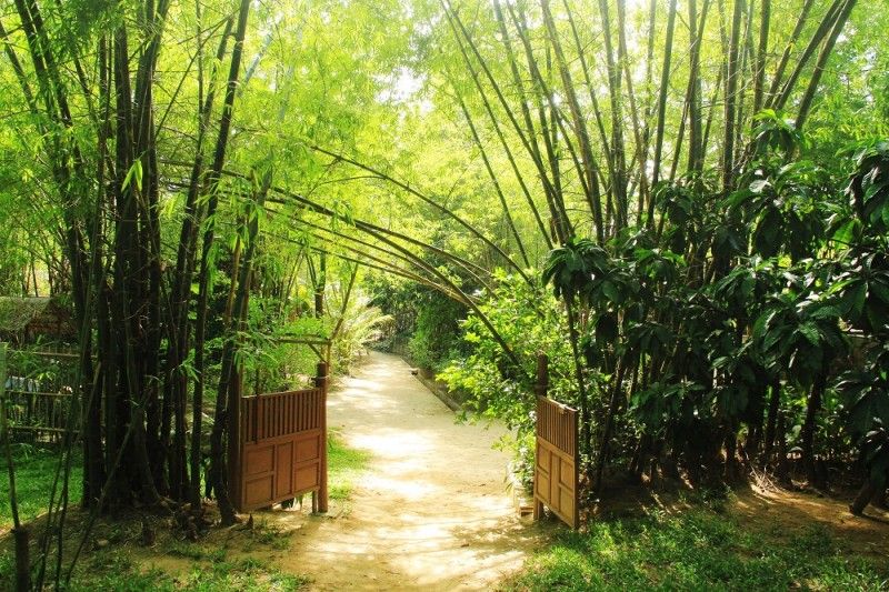 cay-thu-hut-ran-03