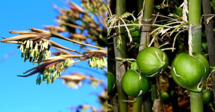 Tre, trúc có thể ra hoa và kết trái.