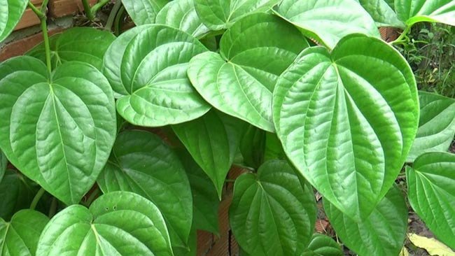 la-tri-man-ngua-rom-say-03