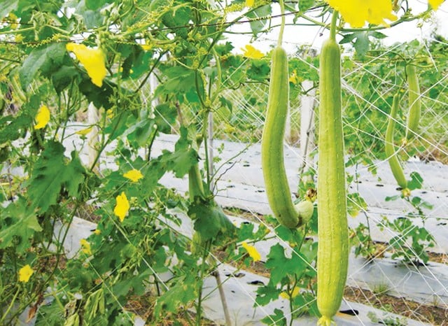 meo-nau-muop-khong-bi-den-01