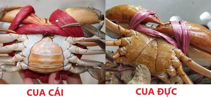 cach-chon-cua-ghe-01