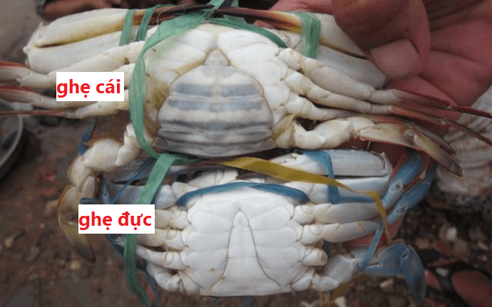 cach-chon-cua-ghe-03
