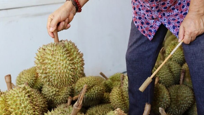 meo-chon-sau-rieng-01