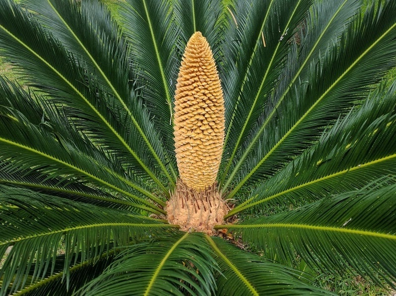 cay-hiem-ra-hoa-02