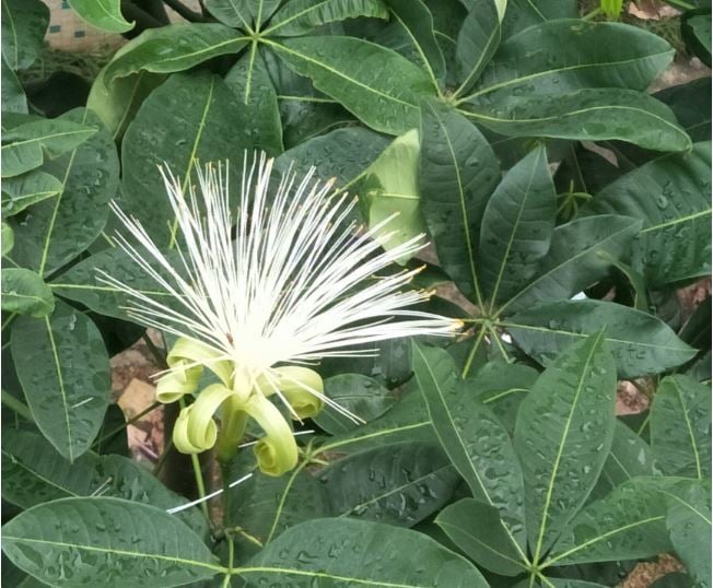 cay-hiem-ra-hoa-03