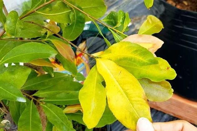 cay-canh-la-khac-tinh-cua-than-tai-02