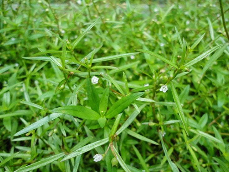 bach-hoa-xa-thiet-thao-co-tac-dung-gi-2