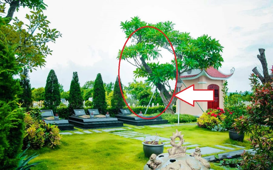 cay-xanh-trong-o-mo