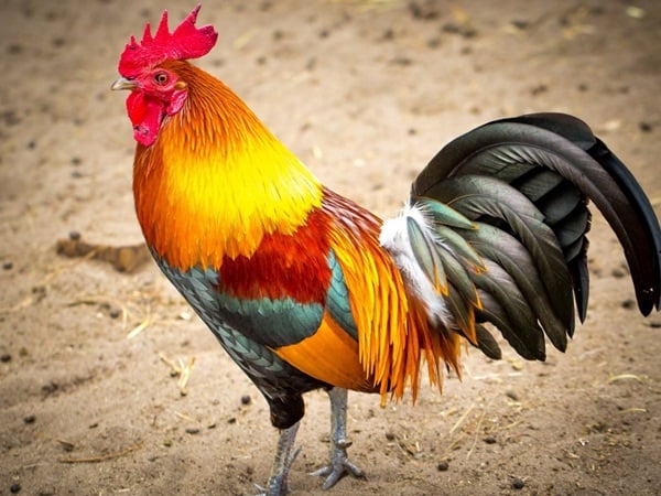 7