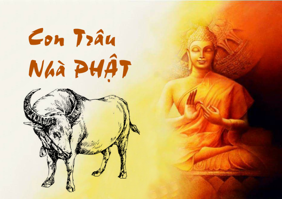 con-trau-nha-phat