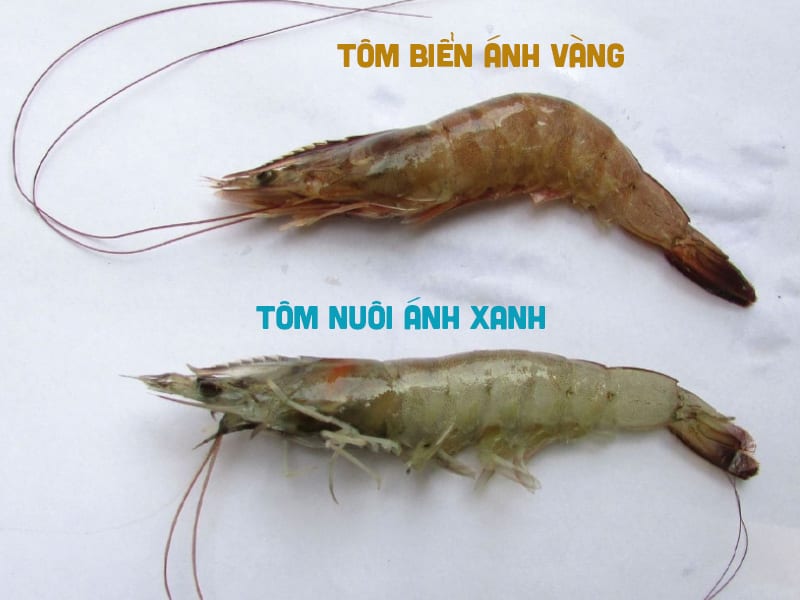 tom-3