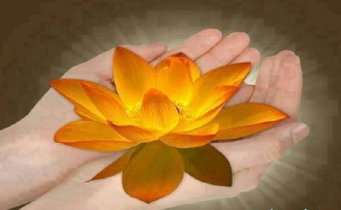 hoa sen
