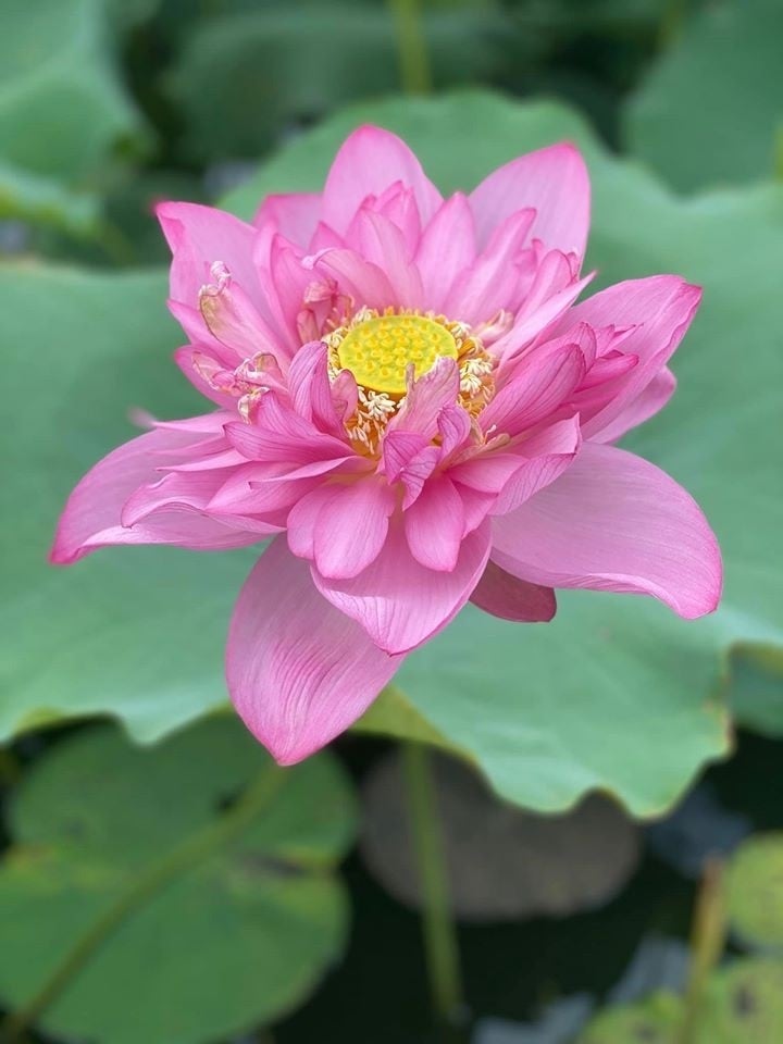 hoa-sen-hoa-quy-02
