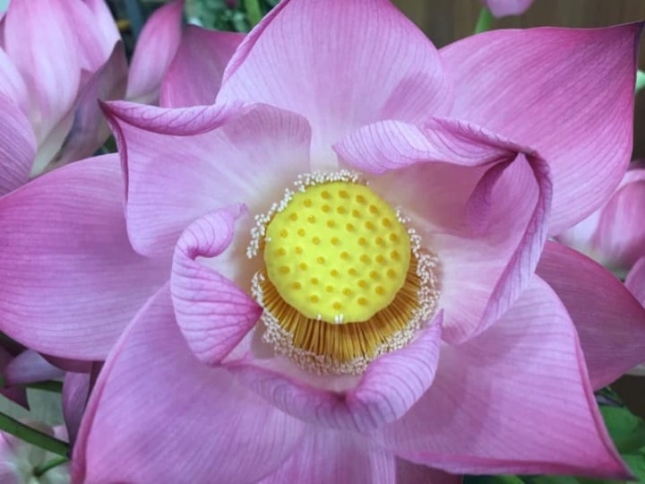 Cánh hoa quỳ nhạt và không có lớp cánh nhỏ bao quanh đài.