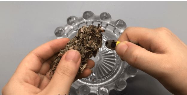 duoi-muoi-bang-la-ngai-cuu-02