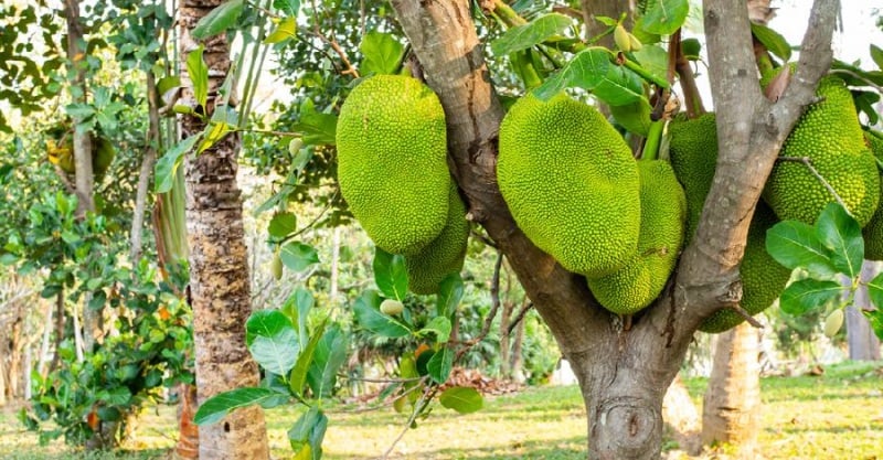 3-cay-khong-trong-truoc-nha-03