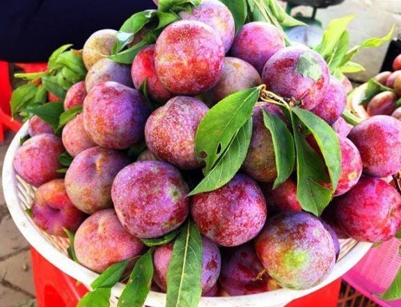loai-qua-cung-tet-doan-ngo-02