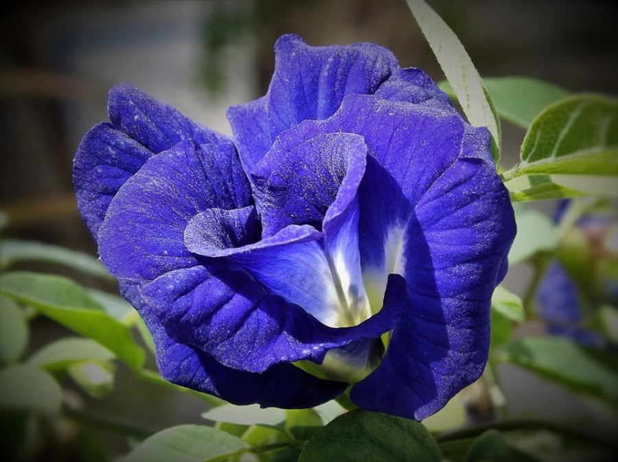 Hoa-Dau-Biec-Hinh-An