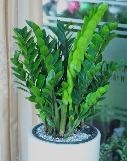 cay-kim-tien-01