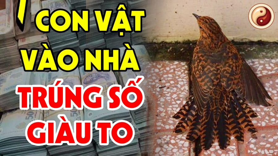 cion-vat-may