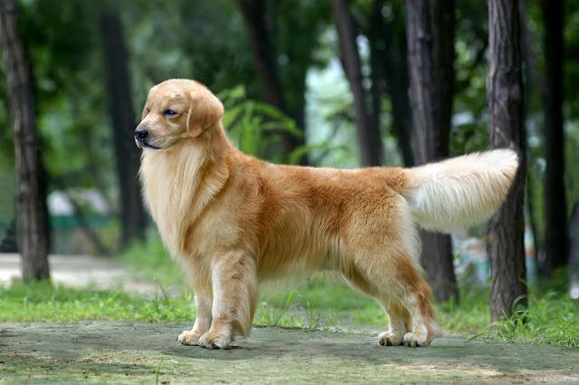 cho