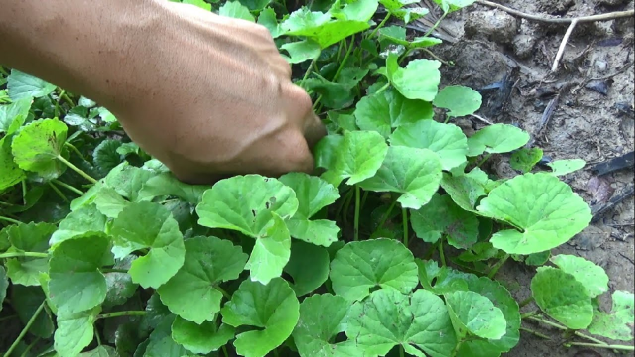 rau-ma