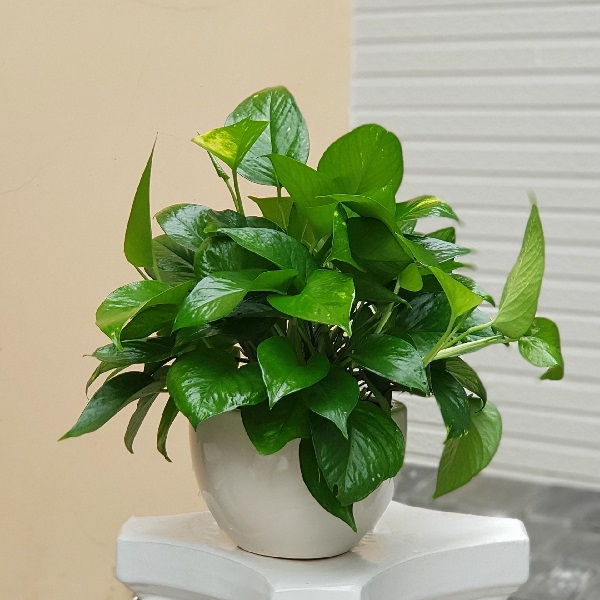 cay-trau-ba-01