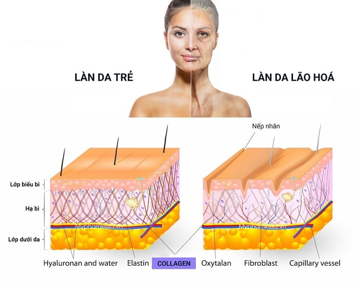collagen