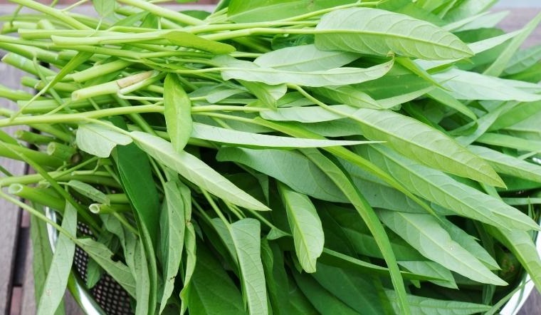 rau-muong-01