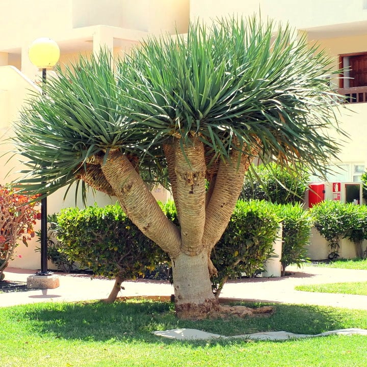 cay-phong-thuy-02