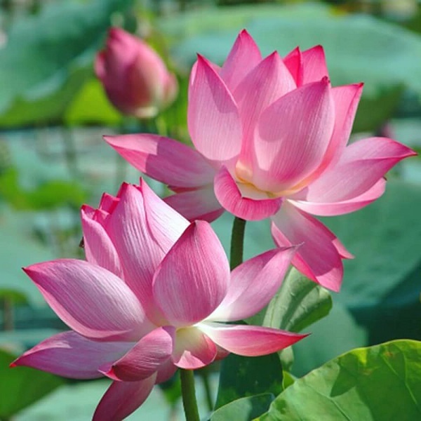 hoa-cung-04
